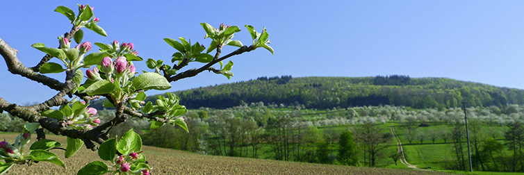 Schliengen / Obereggenen