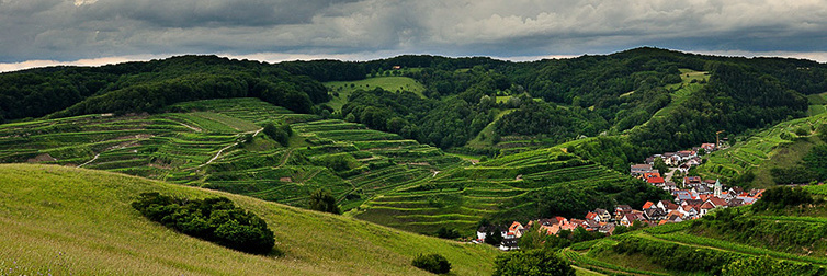 Vogtsburg-Schelingen