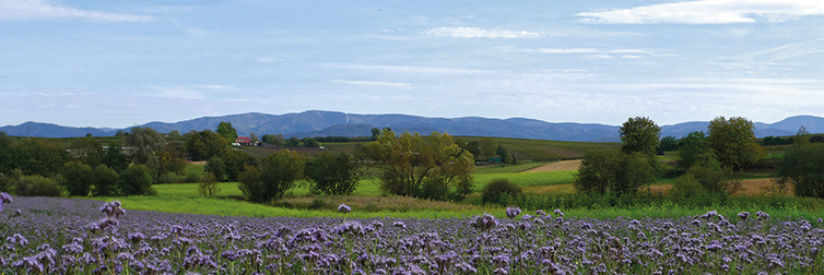 Waltershofen Waltershofen